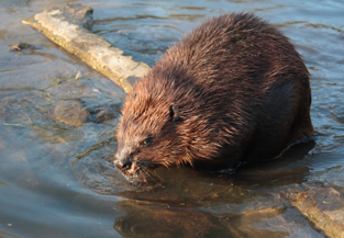 Voorbeeldfoto van registratiefotografie: een specifiek onderwerp zoals een plant, dier of product als centraal beeld